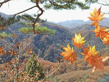 石阡油价今日行情及市场分析概览