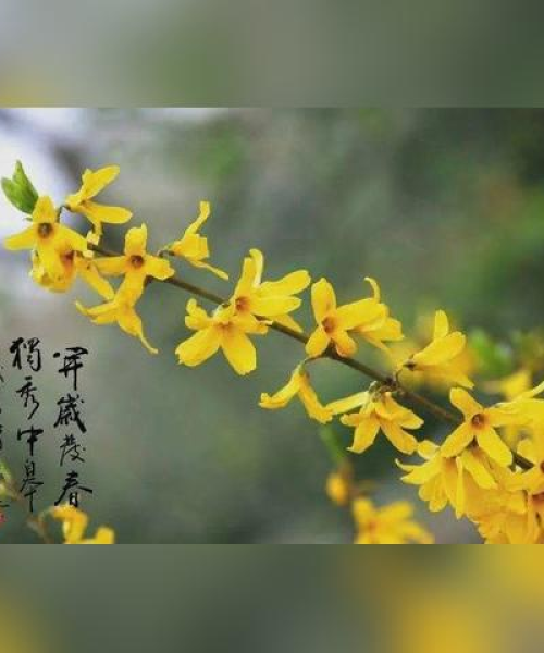 初春芳华探索之旅，尽享春光烂漫与生机活力
