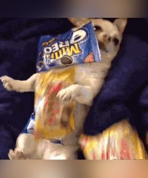 世界恶犬吉娃娃排名揭秘，深度解读吉娃娃特性与养护指南
