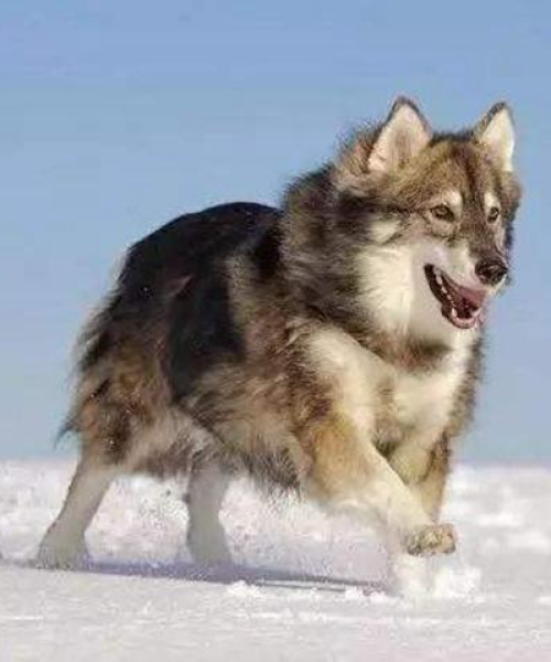 世界顶级捷克狼犬排行榜大揭秘！