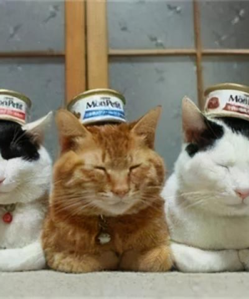 揭秘全球猫咪长寿榜单，探寻长寿猫品种的秘密！