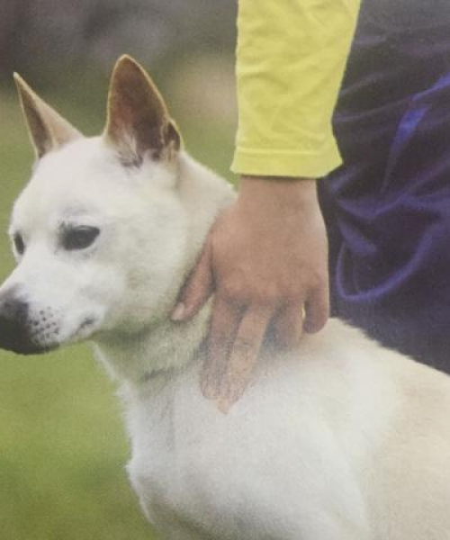 世界长毛狗狗大排名，探寻毛发飘逸犬种之美