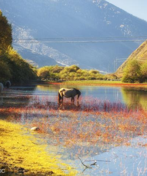 理塘旅游全攻略，最新探索指南，带你玩转高原秘境！