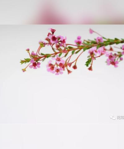 蜡花品种TOP10榜单揭晓，魅力独特之处大揭秘！